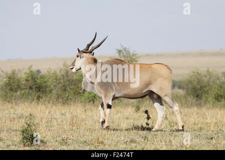 Eland (Taurotragus oryx), male, Masai Mara Reserve, Kenya Stock Photo ...