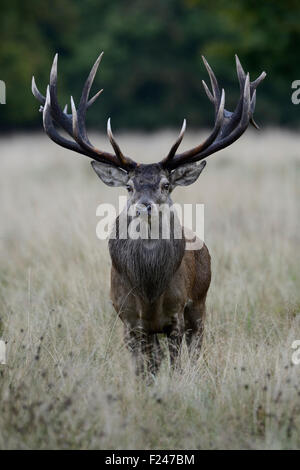 Powerful Red Deer / Rothirsch ( Cervus elaphus ) stands towards in high grass, directly in front of the photographer. Stock Photo