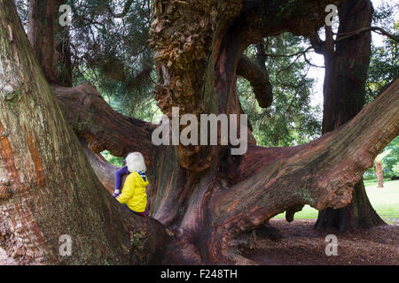 An ancient Cyprus tree in Trelissick Gardens near Falmouth, Cornwall, UK. Stock Photo