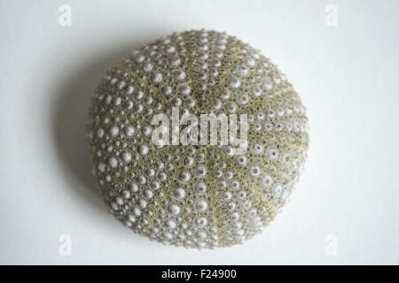 Sea urchin shell on a white background Stock Photo