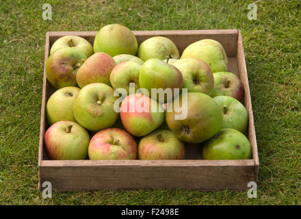Freshly picked Cox's Orange Pippin apples. Stock Photo