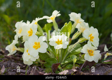 Common primrose, English primrose, Stängellose Schlüsselblume, Primel, Priemel, Primula vulgaris, Primula acaulis Stock Photo