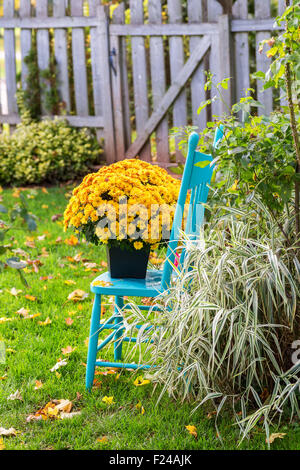 A pretty yellow garden mum on a turquoise blue chair in the home garden. Stock Photo