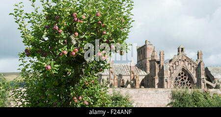 Apple 'Bloody Ploughmans' on the tree in Priorwood gardens orchard with St Marys Abbey in the background, Melrose, Scotland Stock Photo