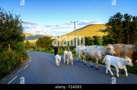 herding cattle road cows calves evening ireland uk Stock Photo