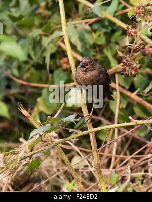 Female Blackbird Turdus Merula eating blackberry Stock Photo