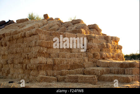 Bales of hay on a field after harvest Stock Photo