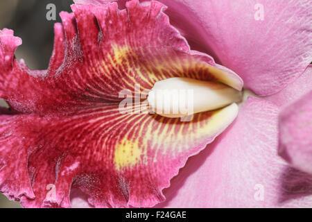 Cattleya labiata orchids Stock Photo