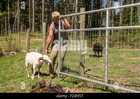 Woman trying to get an Icelandic heritage breed of sheep back into its pen after shearing it, at her farm near Carnation, WA Stock Photo