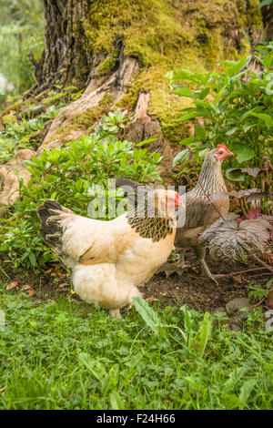 Free-range Buff Brahma and Legbar hens walking free-range around the base of a large tree in a garden Stock Photo