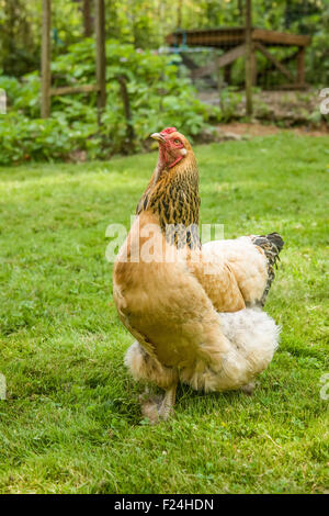 Free-range Buff Brahma hen walking in Issaquah, Washington, USA Stock Photo
