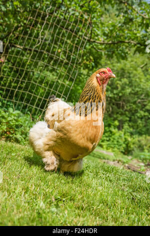 Free-range Buff Brahma hen walking in Issaquah, Washington, USA Stock Photo