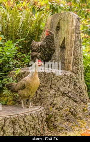 Free-range Maran and Legbar hens standing on a chair carved out of a tree,  in Issaquah, Washington, USA Stock Photo
