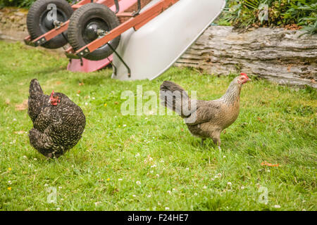 Free-range Maran and Legbar hens walking in a yard, with two upside-down wheelbarrows in the background Stock Photo