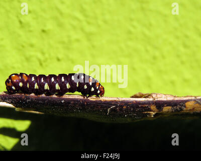 An emporer butterfly caterpillar walking on a dried branch of a tree. Stock Photo