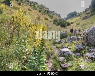 Lathkill dale, Peak District, England, UK. Featuring family of walkers and huge Great Mullein (Verbascum) plants growing wild. Stock Photo