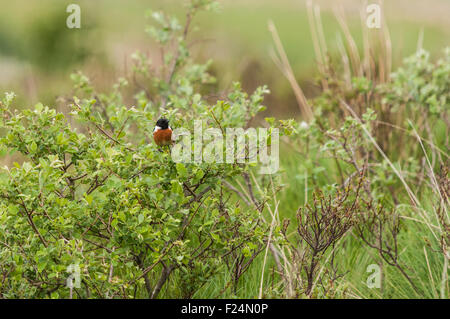 A male common European Stonechat, Saxicola rubicola s hibernans, perched on a bush Stock Photo