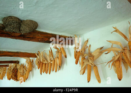 Bunches of corn cubs drying in the village house, Butuceni, Republic of Moldova Stock Photo