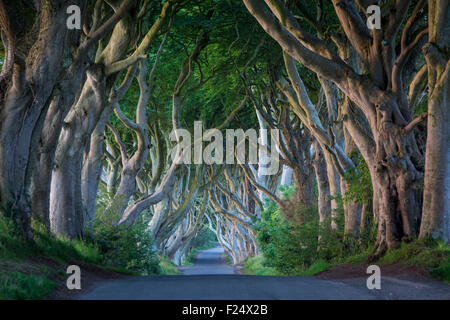 18th Century Beech Tree lined road known as the Dark Hedges near Stanocum, County Antrim, Northern Ireland, UK Stock Photo