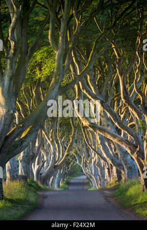 Dawn over the 18th Century Beech Tree lined road known as the Dark Hedges near Stanocum, County Antrim, Northern Ireland, UK Stock Photo