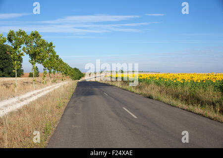 Road next to sunflowers field Stock Photo