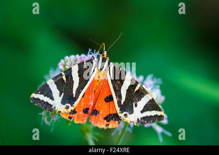 Close up of a Jersey Tiger butterfly, Euplagia quadripunctari, feeding nectar on a flower. this is a a day-flying moth Stock Photo