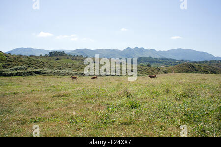 Herd of cows grazing on the grass Stock Photo