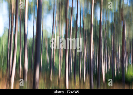 Pine forest abstract (vertical camera movement during exposure) Stock Photo