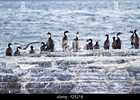 Cormorants on an island in the Beagle Channel, Ushuaia, Tierra del Fuego, Argentina Stock Photo