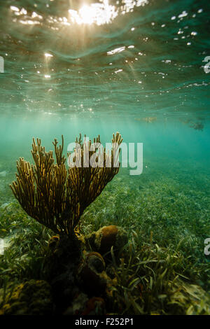 Sunset light shines on soft branching coralsea whip, Leptogorgia virgulata, on shallow reef Stock Photo