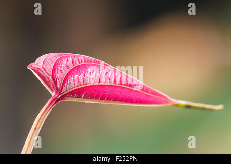 Leaves red close up Stock Photo