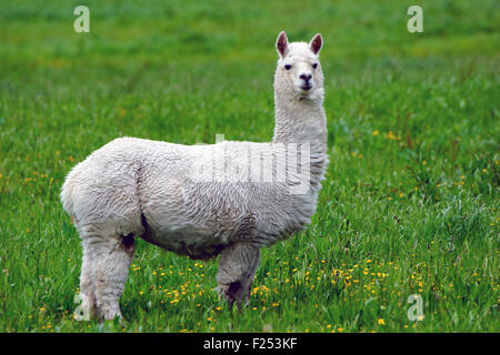 White alpaca, Vicugna pacos, in farm paddock, Westland, New Zealand