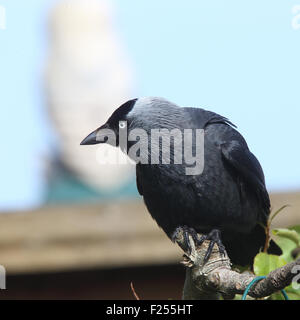 Jackdaw (Corvus monedula), adult perched on a branch, Penzance, Cornwall, England, UK. Stock Photo