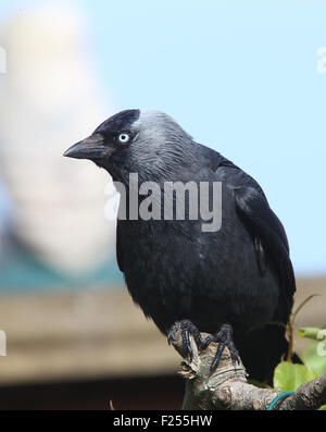 Jackdaw (Corvus monedula), adult perched on a branch, Penzance, Cornwall, England, UK. Stock Photo