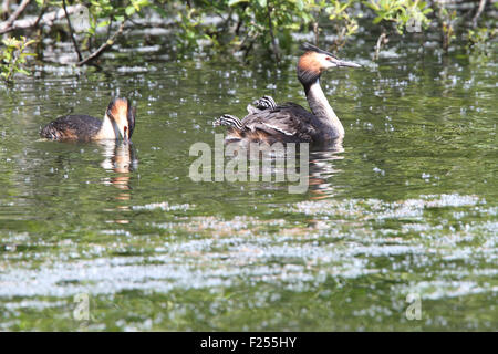 Great Crested Grebe (Podiceps cristatus), two adults with two chicks, Drift Reservoir, Cornwall, England, UK. Stock Photo