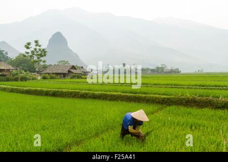 Vietnam, Lai Chau province, woman in a paddy field Stock Photo