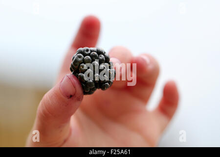 A young child holding a freshly picked blackberry between her thumb and forefinger. the spoils from a walk in the countryside, Blackberry picking Stock Photo