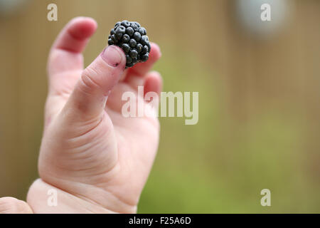 A young child holding a freshly picked blackberry between her thumb and forefinger. the spoils from a walk in the countryside, Blackberry picking Stock Photo