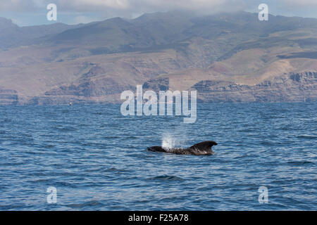 Short-finned pilot whale (Globicephala macrorhynchus), surfacing at Island of La Gomera, Canary Islands, Spain Stock Photo