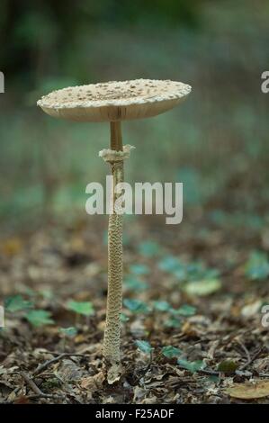 France, Ille et Vilaine, Vern sur Seiche, mushroom at wood of Soeuvres Stock Photo