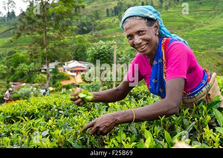 Sri Lanka, center province, Dalhousie, Tamil woman picking tea leaves in a tea plantation Stock Photo