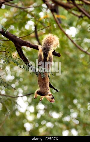 Sri Lanka, Central Province, Matale District, Sigiriya, grizzled giant squirrel (Ratufa macroura) Stock Photo