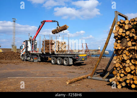 Cut timber logs being loaded onto a lorry trailer after importing at Troon harbour, Ayrshire, Scotland Stock Photo