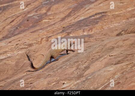 Asia, India, Karnataka, Sandur Mountain Range, Ruddy mongoose (Herpestes smithii) Stock Photo
