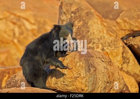 Asia, India, Karnataka, Sandur Mountain Range, Sloth bear (Melursus ursinus), Stock Photo