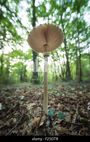 France, Ille et Vilaine, Vern sur Seiche, mushroom at wood of Soeuvres Stock Photo