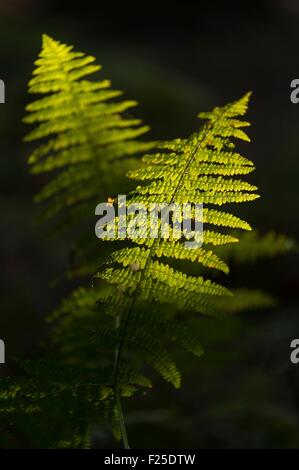 France, Ille et Vilaine, Vern sur Seiche, fern at wood of Soeuvres Stock Photo