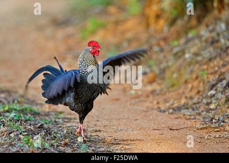 India, Tamil Nadu state, Anaimalai Mountain Range (Nilgiri hills), Grey Junglefowl or Sonnerat's Junglefowl (Gallus sonneratii) Stock Photo