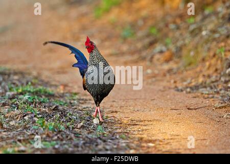 India, Tamil Nadu state, Anaimalai Mountain Range (Nilgiri hills), Grey Junglefowl or Sonnerat's Junglefowl (Gallus sonneratii) Stock Photo