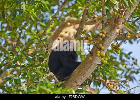 India, Tamil Nadu state, Anaimalai Mountain Range (Nilgiri hills), Nilgiri Langur (Trachypithecus johnii) Stock Photo